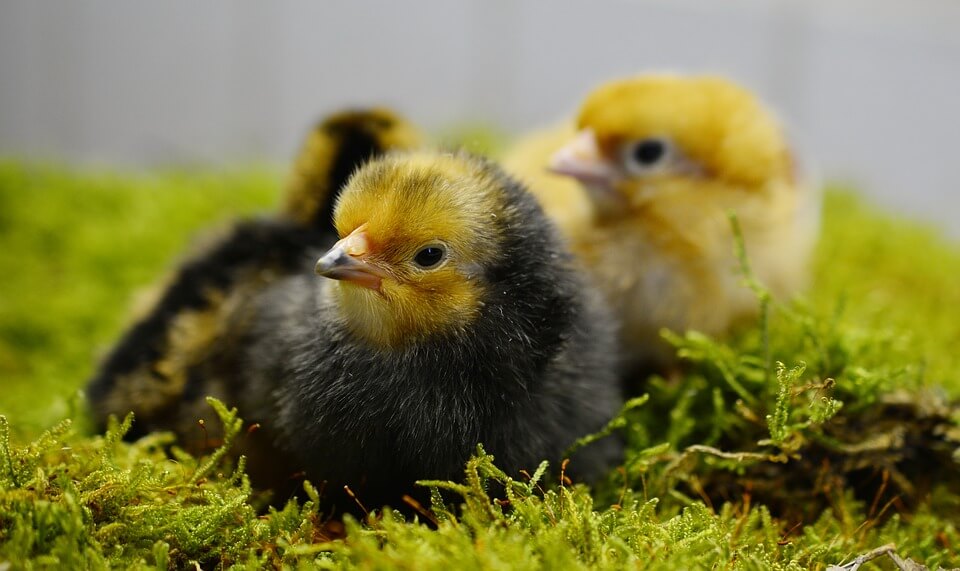 Raising Chicken For Eggs And Meat