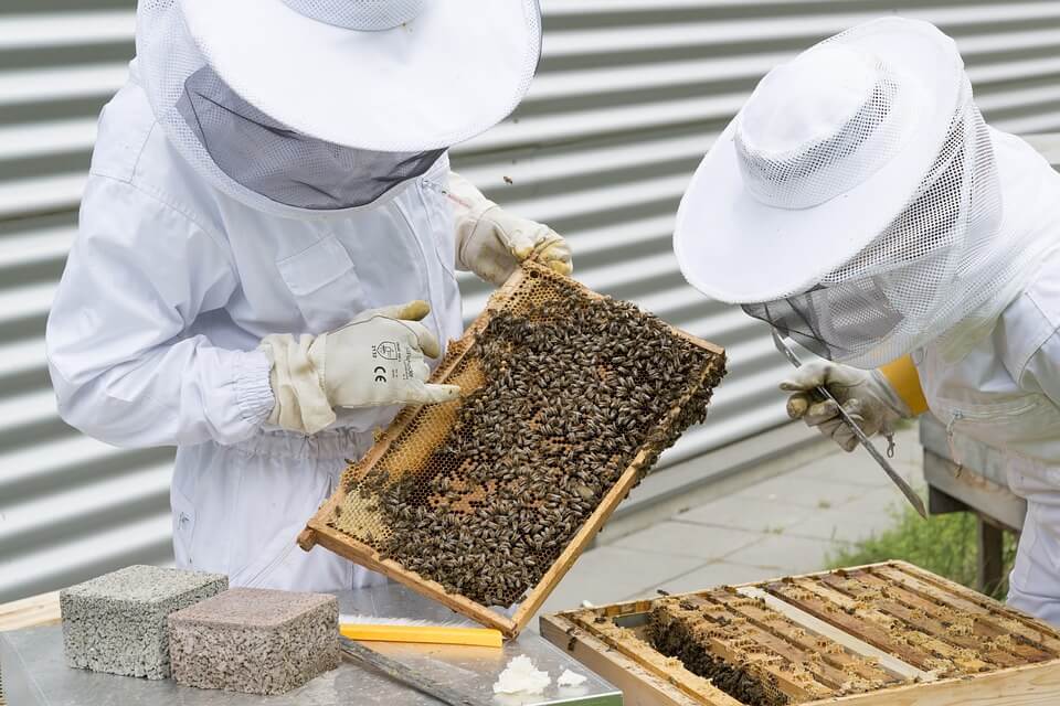 Best Beekeeping eBooks for Beginners