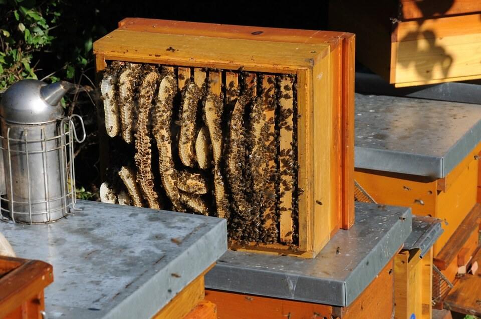 Beekeeping Supplies near Me
