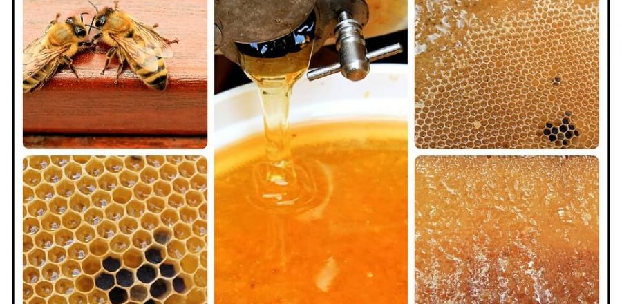 Best Honey Extractor for the Money (Electric & Manual): 2019