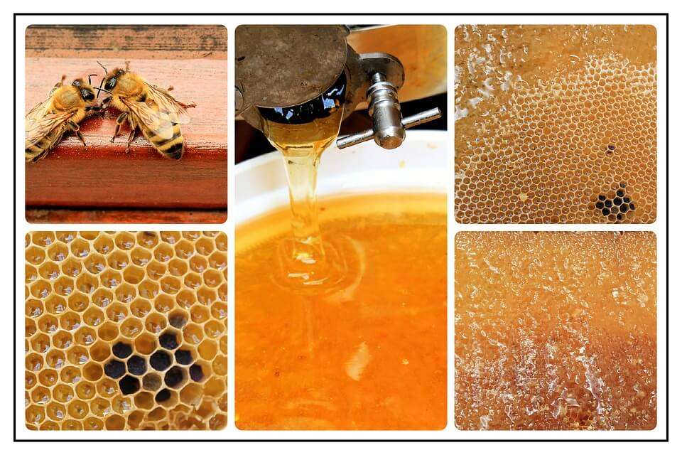 Best Honey Extractor for the Money