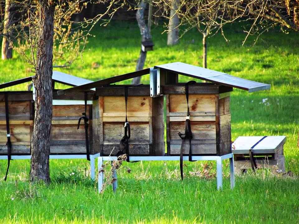 Best Bee Hive Stands