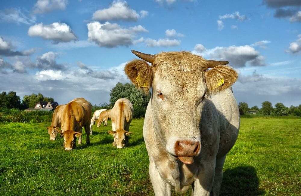 Best Cattle Ear Tags