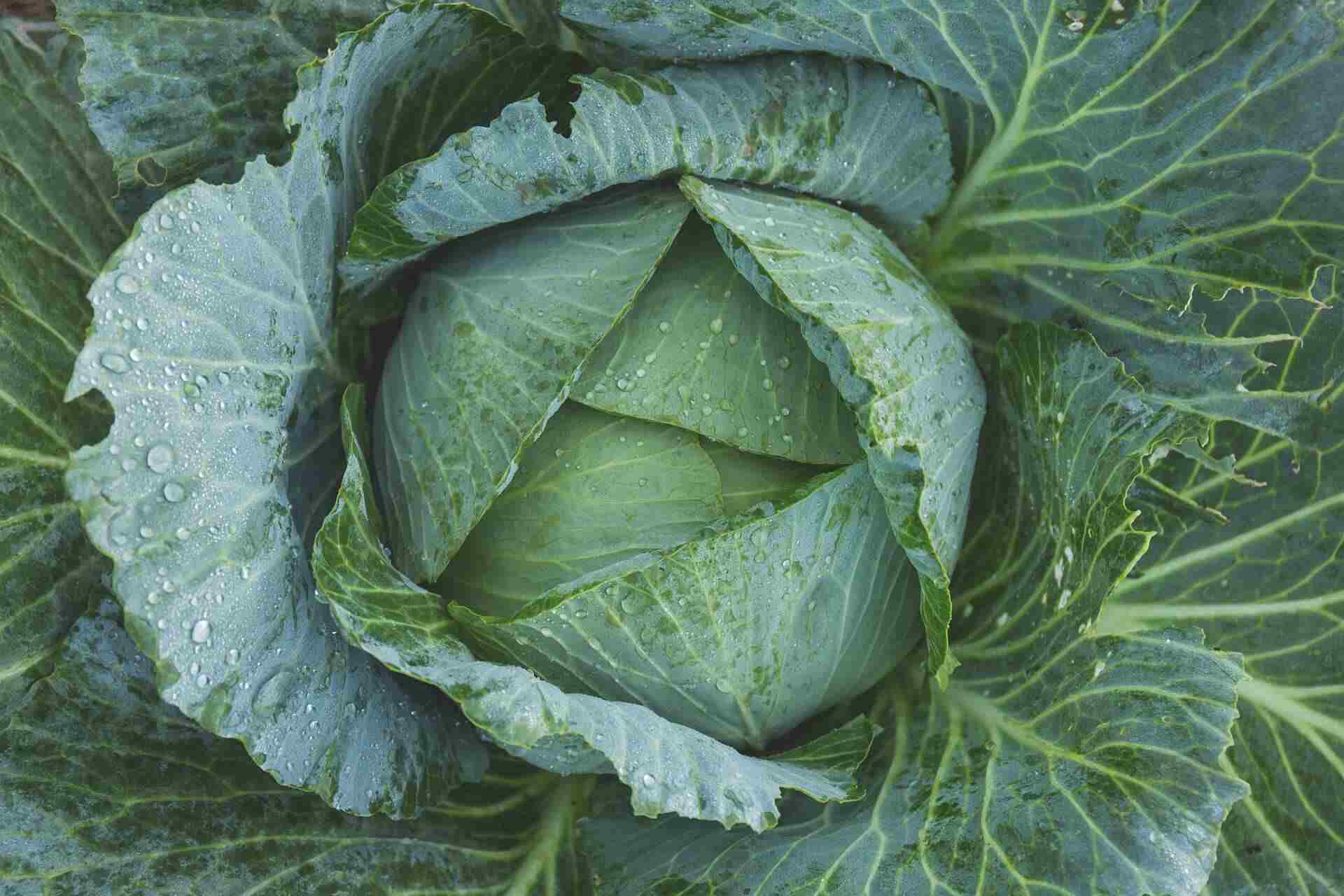 Best Crops for Fall Gardening
