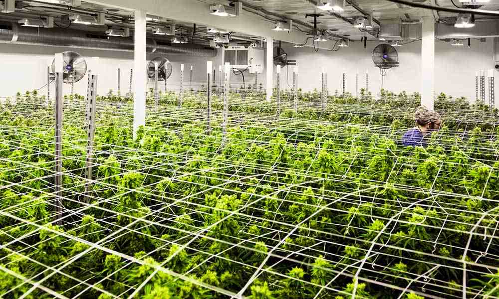8 Best Inline Fans For Your Grow Room In 2020