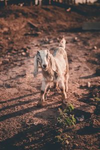 How Long Do Goats Live? Goat Longevity Explaine