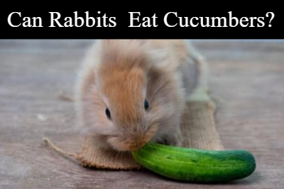 can rabbits eat cucumbers