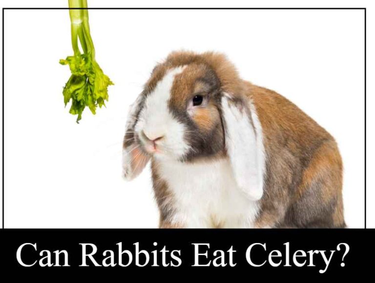 Can Rabbits Eat Celery? Guide About Rabbit Foods Complete Guide 2022